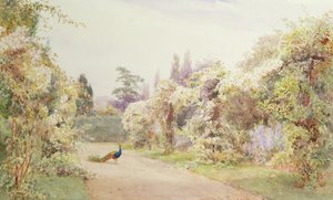 Zomertuin met een pauw